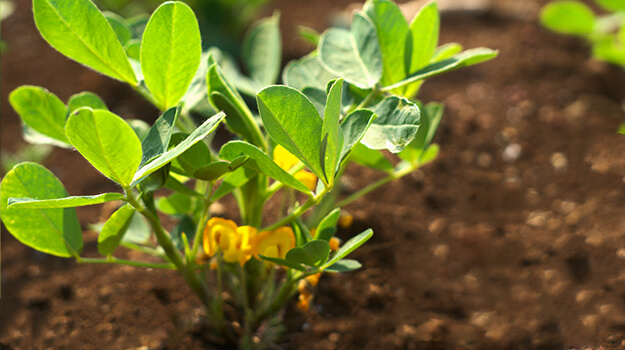 How do peanuts grow, what tree produces peanuts, and how do peanut plants reproduce?