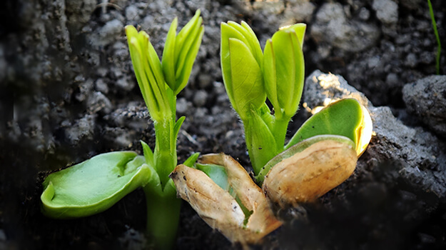 Can you grow peanuts from a peanut and how to get a good peanut yield?