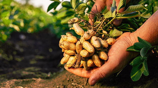 When to Harvest Peanuts? How Do You Know When to Pick Peanuts? How Do You Know If Peanuts Are Ripe? What Happens If You Pick Peanuts Too Early?