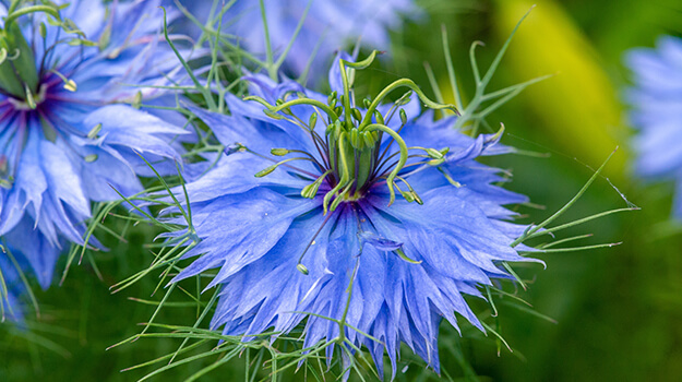 Semis d’annuelles : la nigelle de Damas