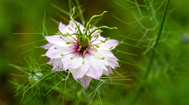 La nigelle de Damas (Nigella damascena)