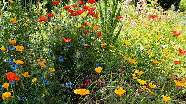 Associations suggérées au jardin