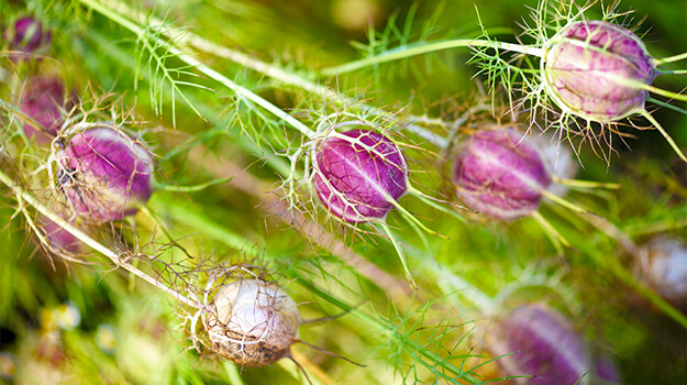 Bouquet de fleurs coupées et compositions de fleurs séchées