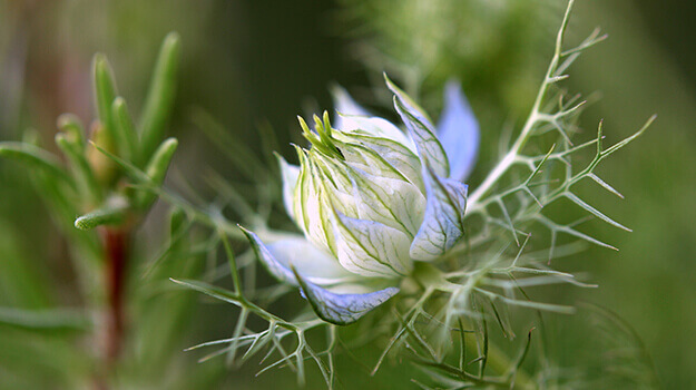 Conseils de culture pour la nigelle de Damas