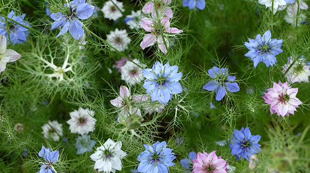 Quelle nigella pour avoir de belles fleurs?