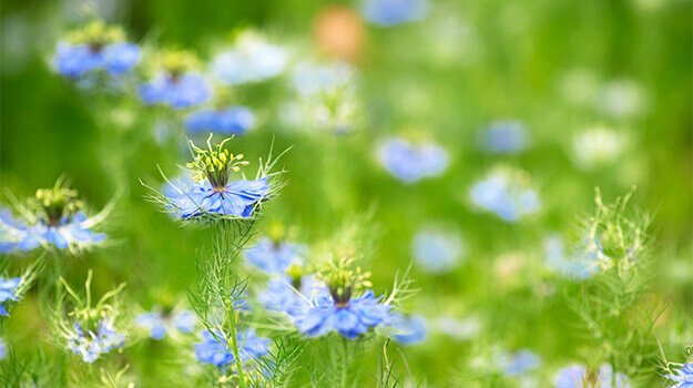 Utilisation au jardin