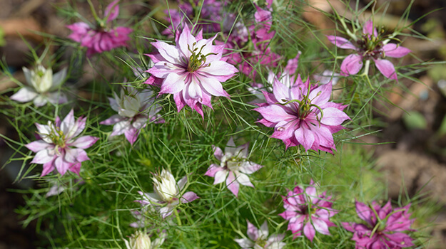 Fiche descriptive de la nigelle de Damas