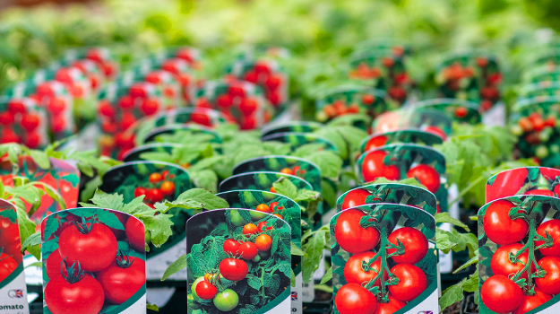 Est-ce mieux d'acheter des pants de tomates ou de les cultiver à partir des graines? Acheter des plants de tomates ou faire des semis de tomates en intérieur? Quels avantages à semer les tomates et quels avantages à acheter des plants de tomates pour les faire pousser au potager?