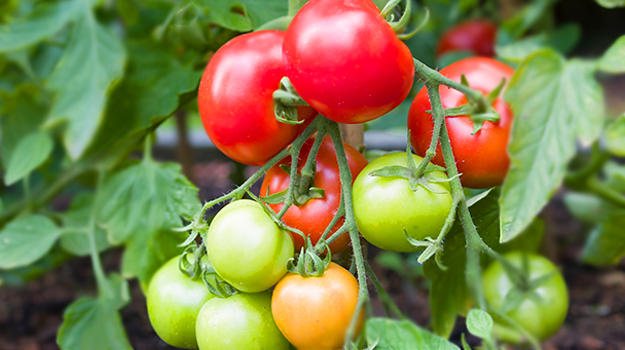 Quelle est la différence entre les plants de tomates indéterminés et les plants de tomates déterminés? Quels avantages pour les tomates indéterminées et pourquoi choisir des tomates déterminées? Quels sont les plants de tomates les plus compacts, quelles tomates pour les petits jardins