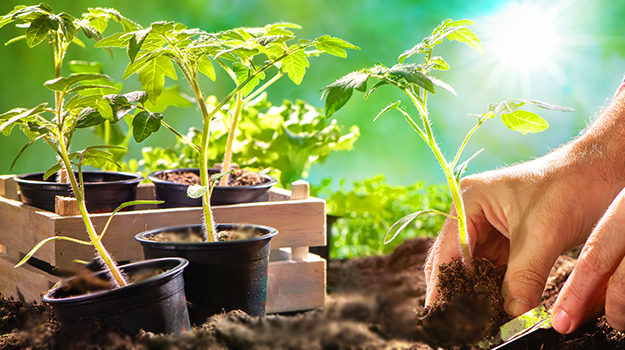 Comment faire des semis de tomates en intérieur? Comment faire pousser des tomates à partir de graines et comment cultiver les tomates en intérieur?