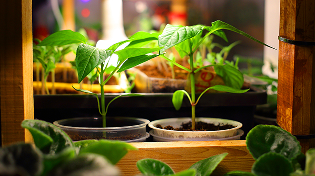 Quelle lumière les plants de tomates ont besoin pour grandir? Est-ce que les tomates ont besoin de beaucoup de soleil? comment utiliser des lampes de culture pour faire pousser des légumes?