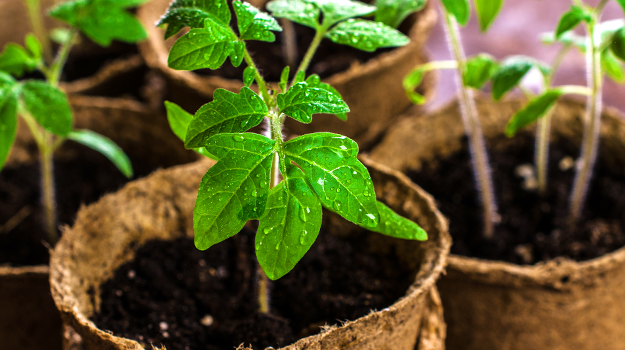 Quand planter les graines de tomates et comment faire un semis de tomates? À quel moment on plante les tomates au printemps et comment planter les graines de tomates?