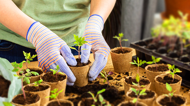 Quand faut-il transplanter les semis de tomates dans des pots? Doit-on transplanter les semis dans des pots et comment savoir si on doit rempoter les tomates, quels sont les signes que les semis doivent être transplantés?