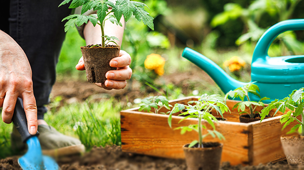 Quand planter les tomates à l'extérieur? Comment savoir quand les tomates sont prêtes à être transplanter au jardin, comment acclimater les semis avant de les planter au potager?