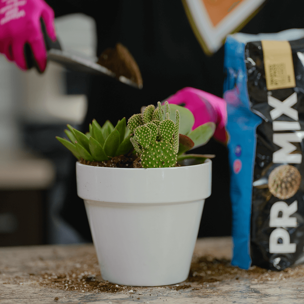 PRO-MIX Terreau pour cactus