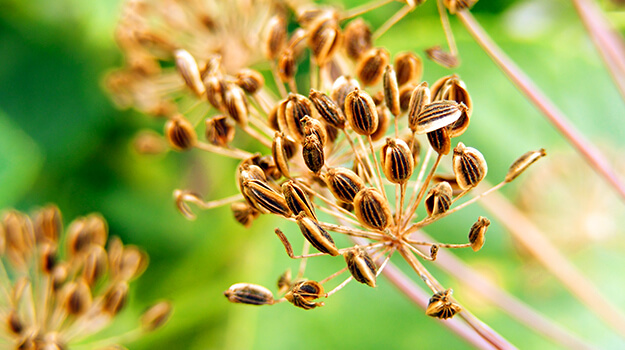 How to grow dill, how to harvest dill and how to harvest herb seeds at the end of the season?