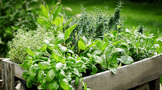 When to start indoor sowing of aromatic herbs and when to sow aromatics in the garden?