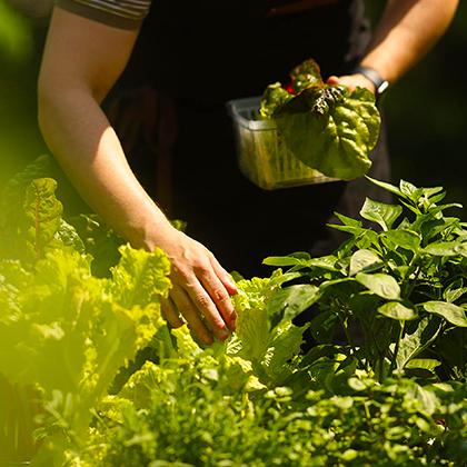 PRO-MIX Gardening | BRING YOUR GARDEN TO LIFE